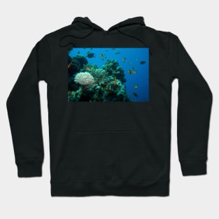 RED SEA MARINE LIFE Hoodie